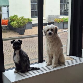 Wachten op de baasjes
#adoptiehond #furryfriends #mixedbreed #newcustomers #huygenskwartiervoorburg #voorburgsestraatjes #lovemyjob
