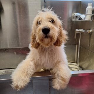 Eerste keer in bad voir Evi,best spannend
#labradoodlesofinstagram #labradoodlepuppy 
#chocoboutique # furryfriends