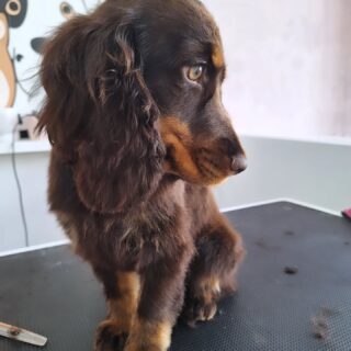 Strike a pose,Wat een beauty he#engelsecockerspaniel#spaniel# voorburgsestraatjes