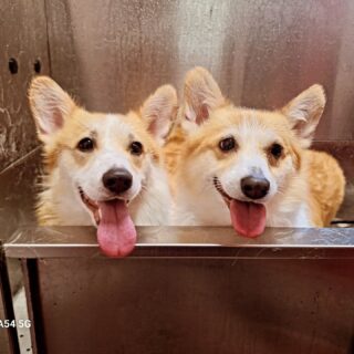 Moeder dochter corgi
#corgi #queenelizabeth #corgisofinstagram #englishbreed #furryfriends #voorburgsestraatjes #huygenskwartiervoorburg