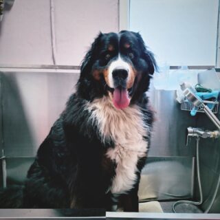 Of ik ook grote honden aanneem,jazeker zo ook deze knoeperd van een berner senner
#bernersennen #bigdogs #furryfriends #voorburgsestraatjes #groomingdog #huygenskwartiervoorburg #trimsalonbubbles