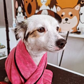 Wat een schatje is leo toch
#cutedogs #hondentrimsalonbubbles #huygenskwartiervoorburg #voorburgsestraatjes