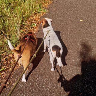 Zo het werk zit er weer op,lekker weer naar huis lopen met dit mooie weer
#beagle #boerenfox #mypets #furryfriends#bringyourdogtowork #voorburgsestraatjes #huygenskwartiervoorburg