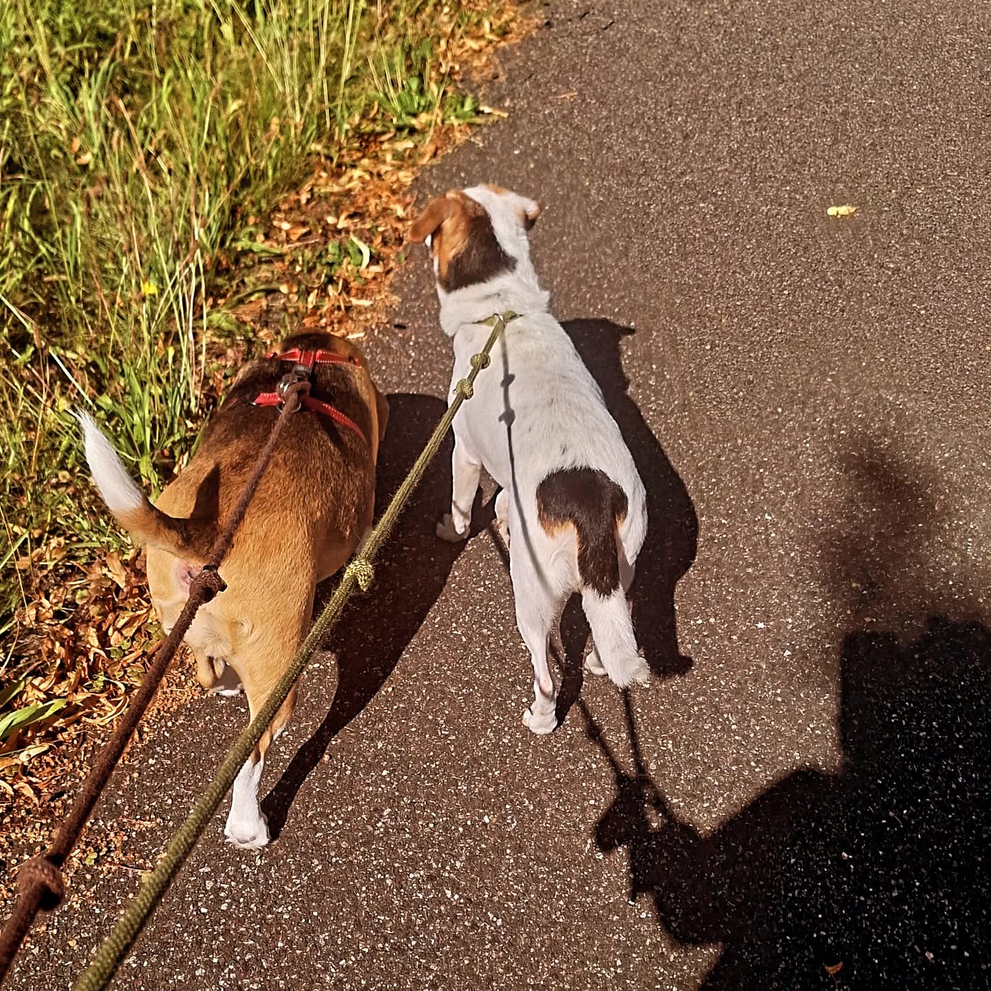 Zo het werk zit er weer op,lekker weer naar huis lopen met dit mooie weer
#beagle #boerenfox #mypets #furryfriends#bringyourdogtowork #voorburgsestraatjes #huygenskwartiervoorburg