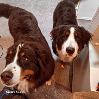 Drukke boel  met deze twee grote lobbessen
#bernersennen #groomingdogs #furryfriends
#lovemyjob #voorburgsestraatjes #huygenskwartiervoorburg
