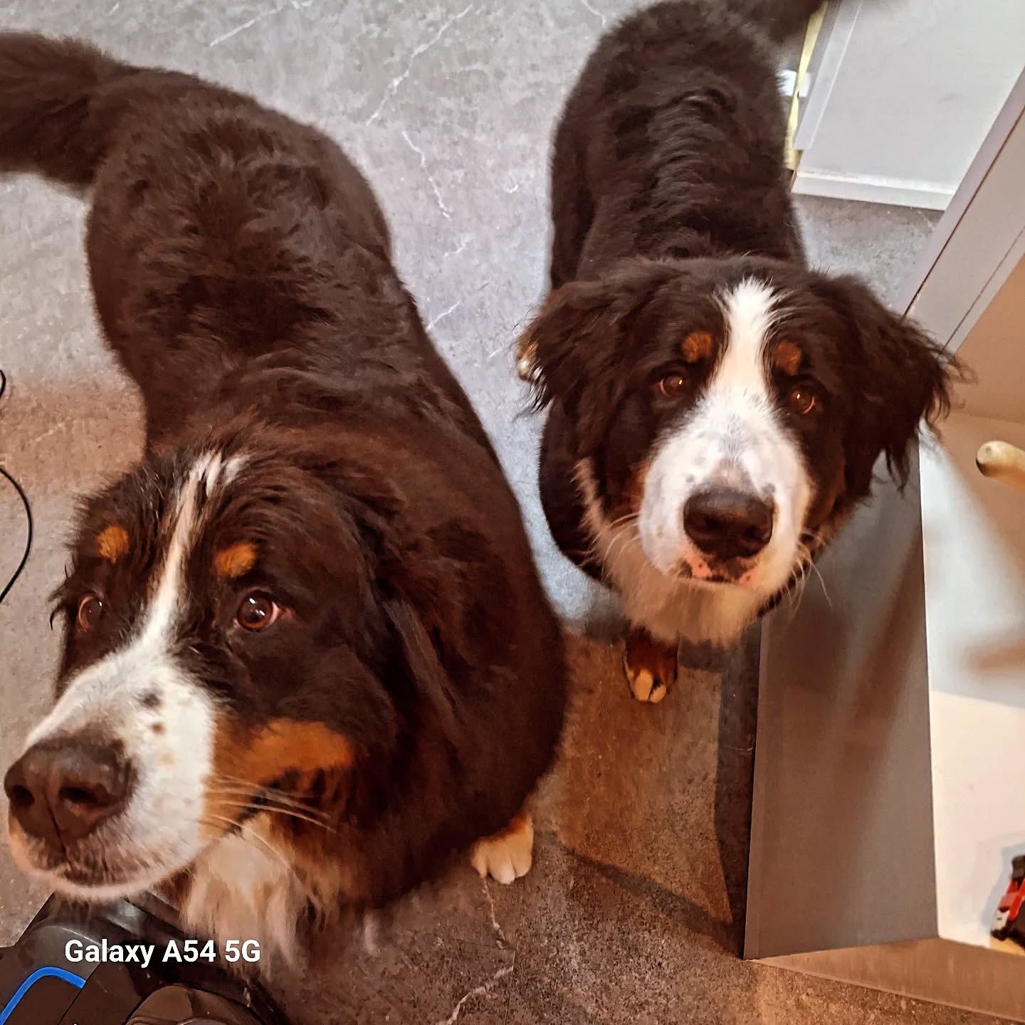 Drukke boel  met deze twee grote lobbessen
#bernersennen #groomingdogs #furryfriends
#lovemyjob #voorburgsestraatjes #huygenskwartiervoorburg