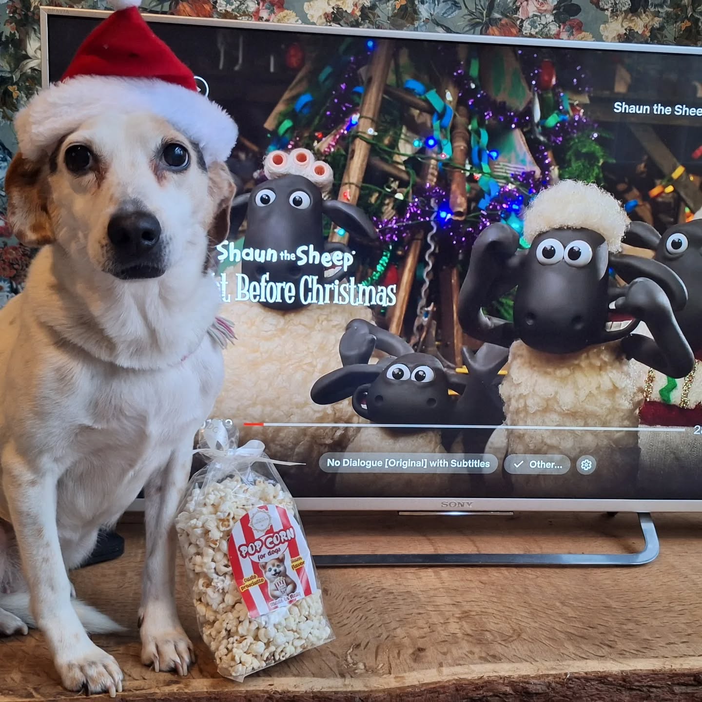 Deze kerst samen met je furryfriend een kerstfilmkijken.? Deze keer hoef je je popcorn niet te delenKoop voor je hond een eigen zak naar hamsmakende popcorn bij hondentrimsalon Bubbles.
Kom.langs in de salon of stuur een appje naar 0639531736
Fijne kerst